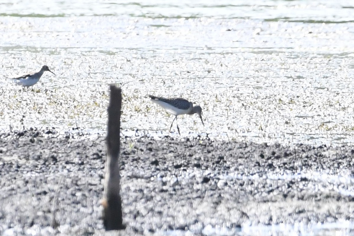 Greater Yellowlegs - ML623430716