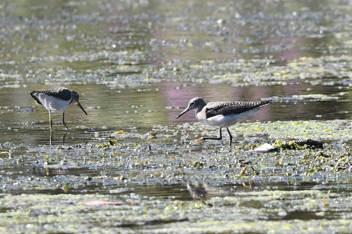 Solitary Sandpiper - ML623430731