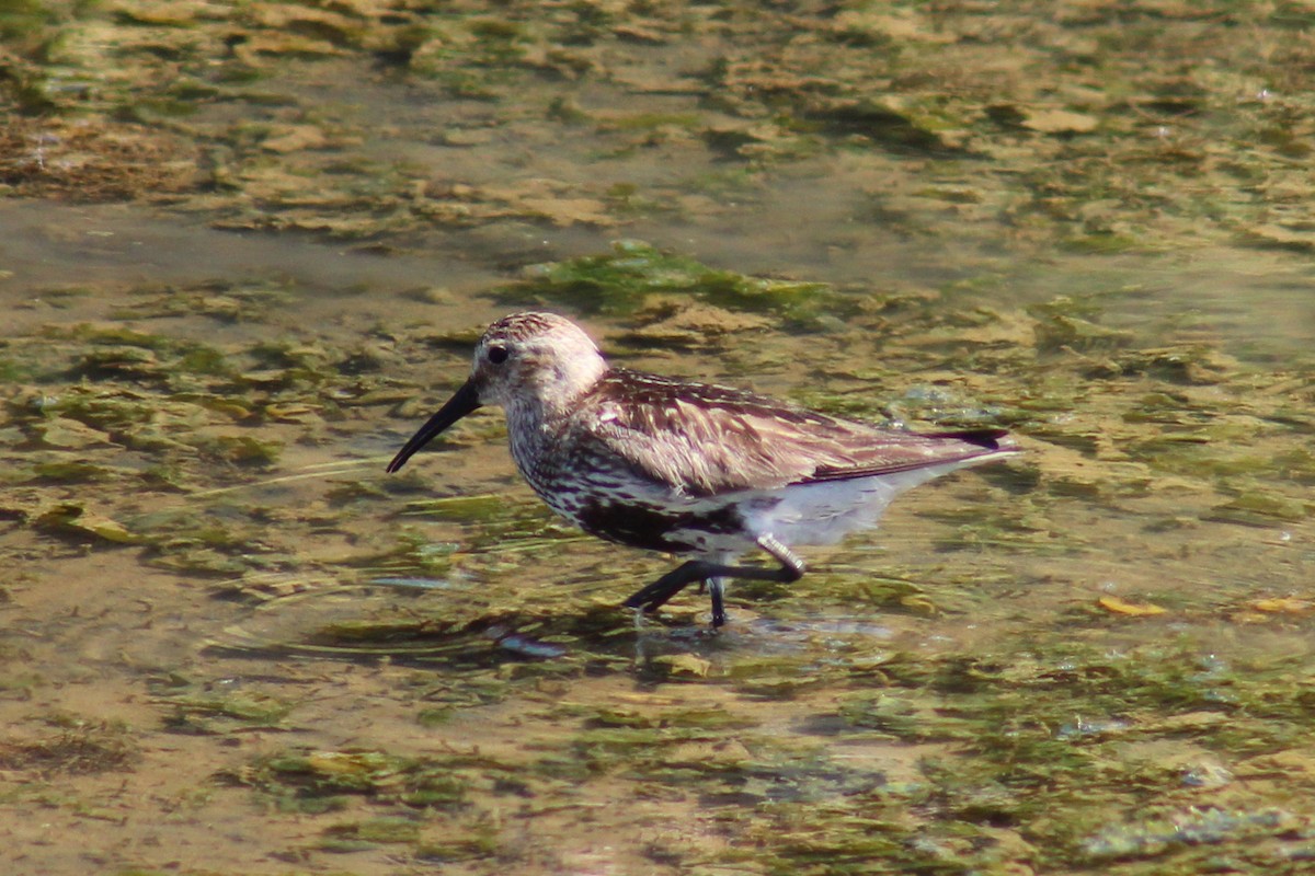 Dunlin - ML623430762