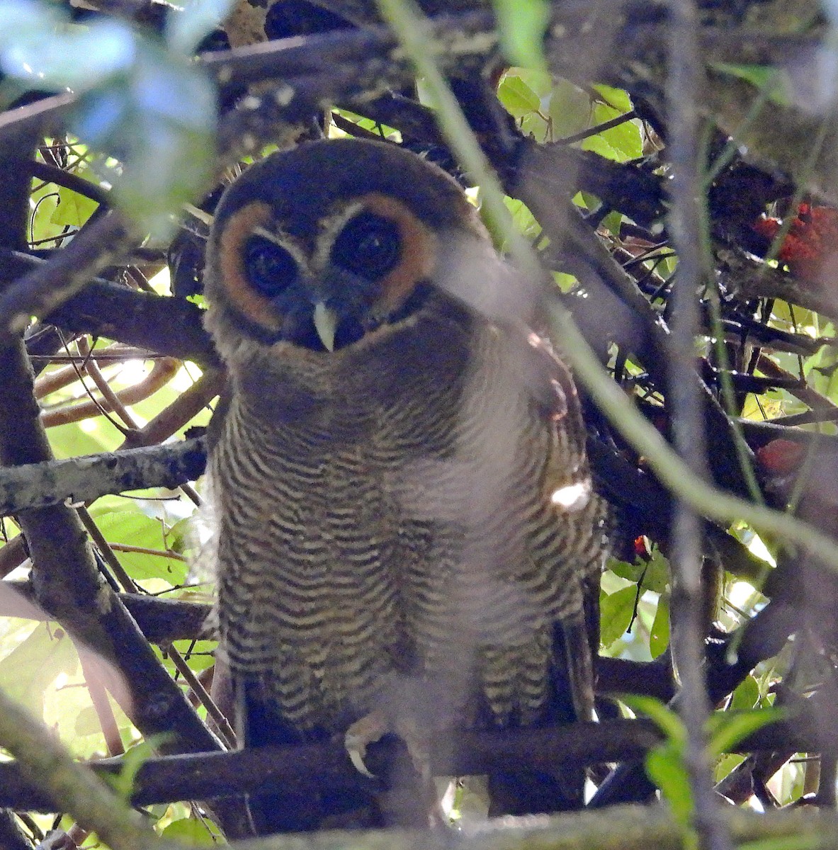 Brown Wood-Owl - ML623430764