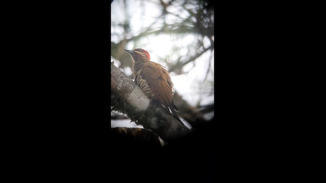 Stripe-cheeked Woodpecker - ML623430772