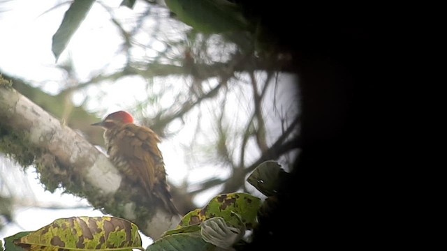 Stripe-cheeked Woodpecker - ML623430782