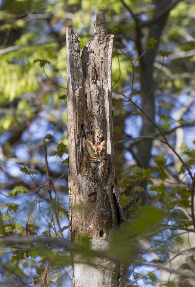 Eastern Screech-Owl - ML62343081