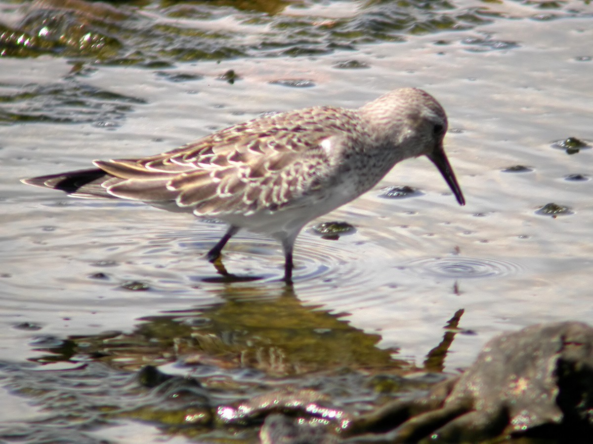 White-rumped Sandpiper - ML623430833