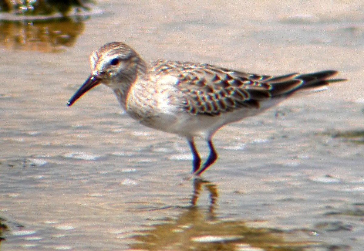 White-rumped Sandpiper - ML623430834