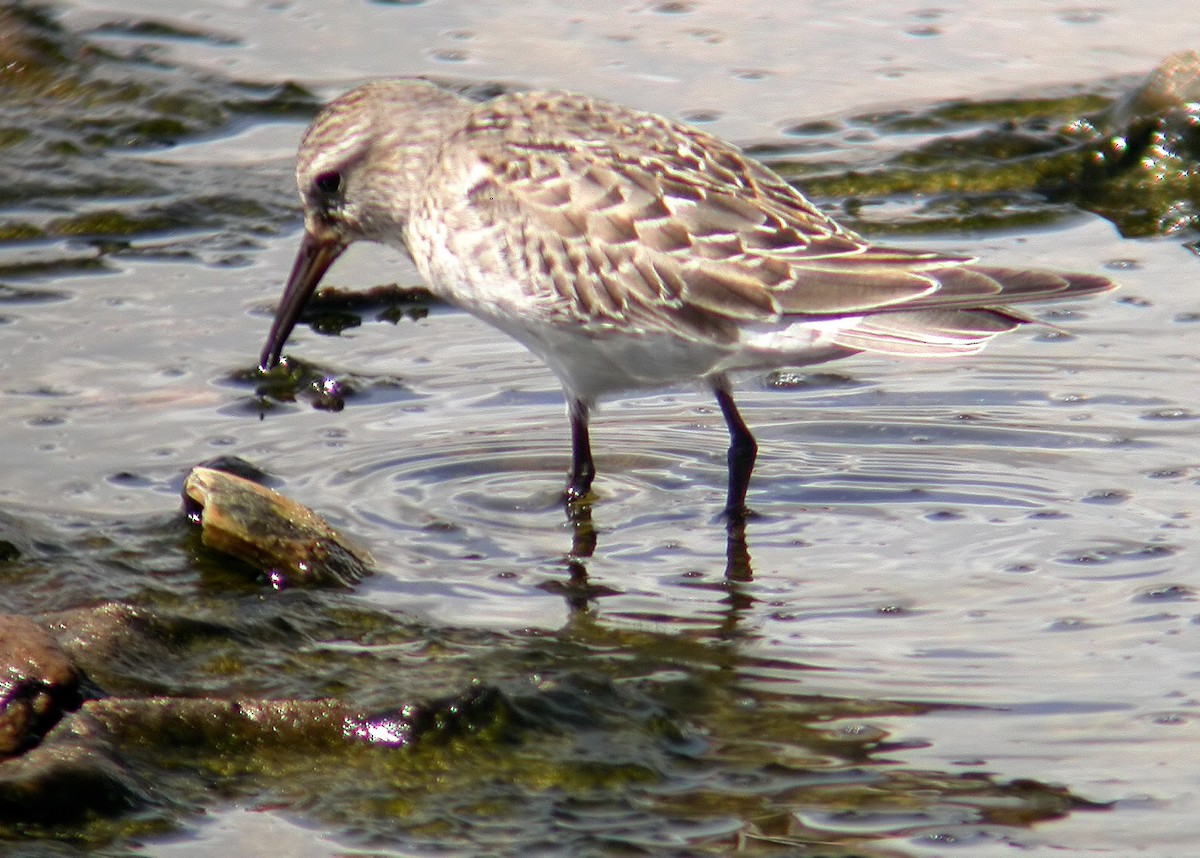 White-rumped Sandpiper - ML623430835