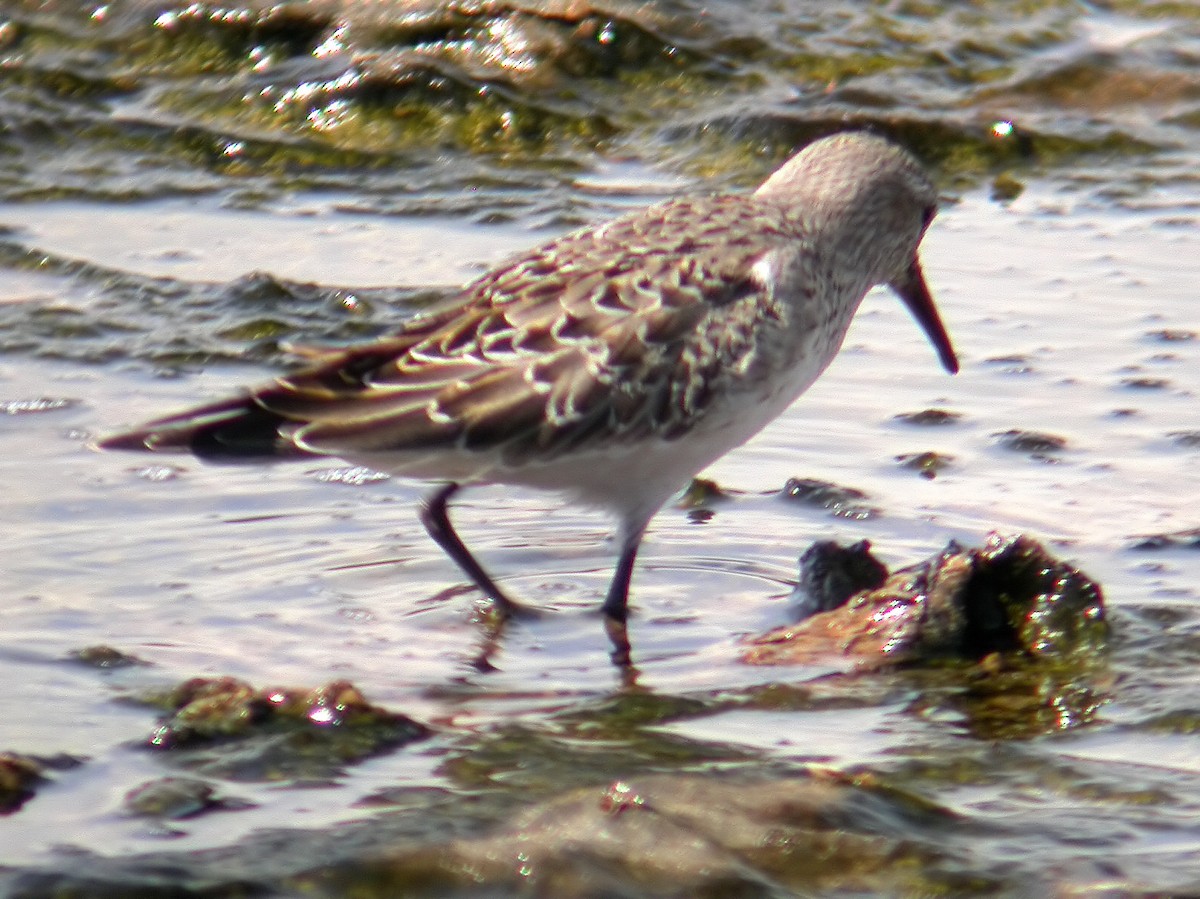 White-rumped Sandpiper - ML623430836