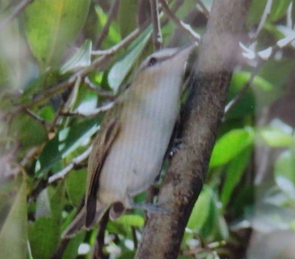 Red-eyed Vireo - ML623430856
