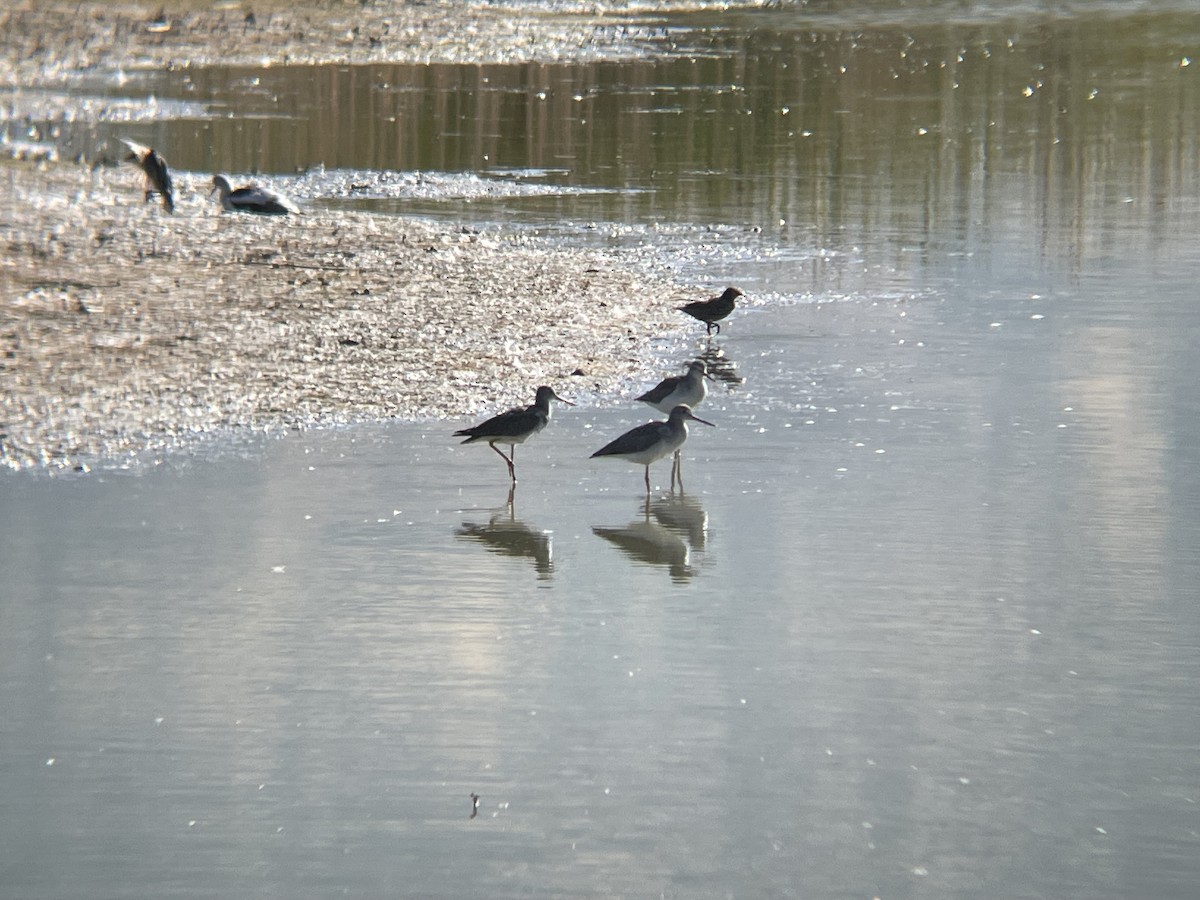 Greater Yellowlegs - ML623430905