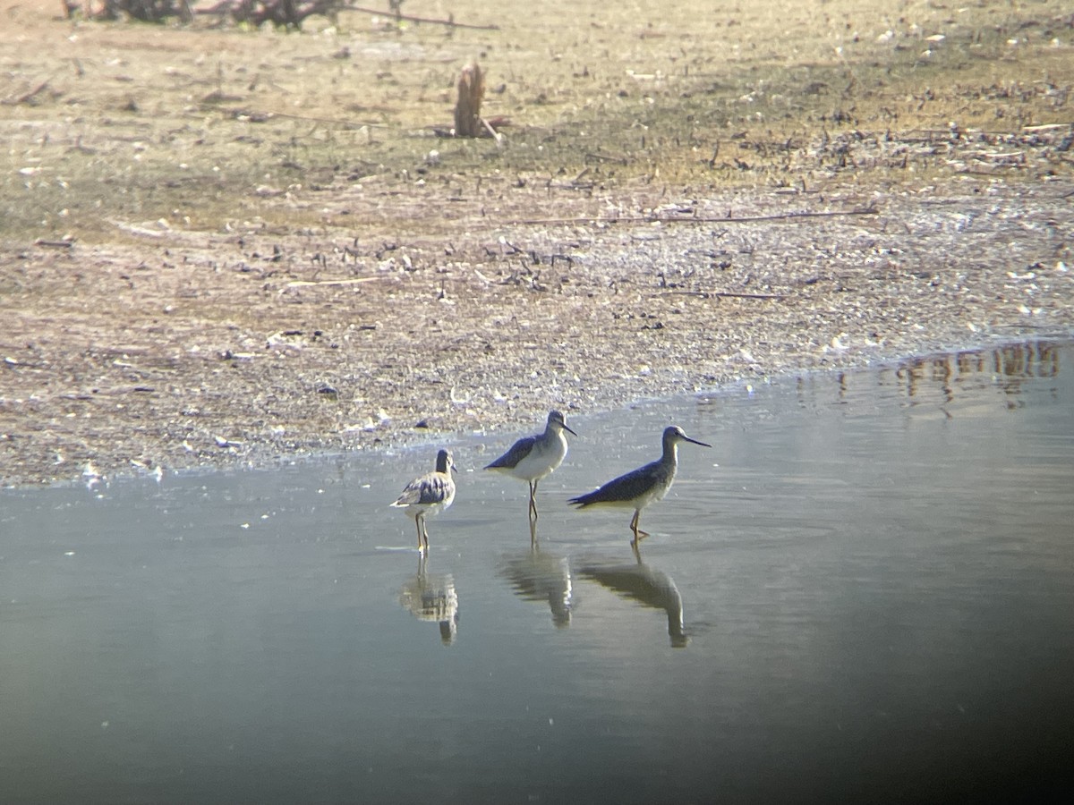 Greater Yellowlegs - ML623430906