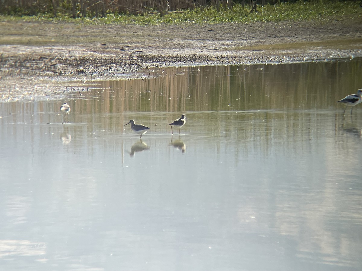 Greater Yellowlegs - ML623430907