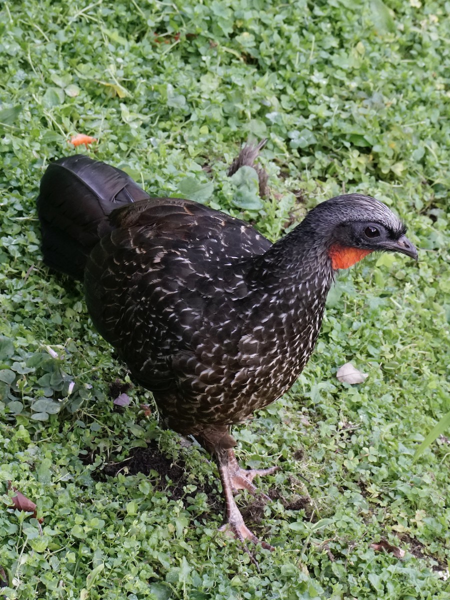 Dusky-legged Guan - ML623430913