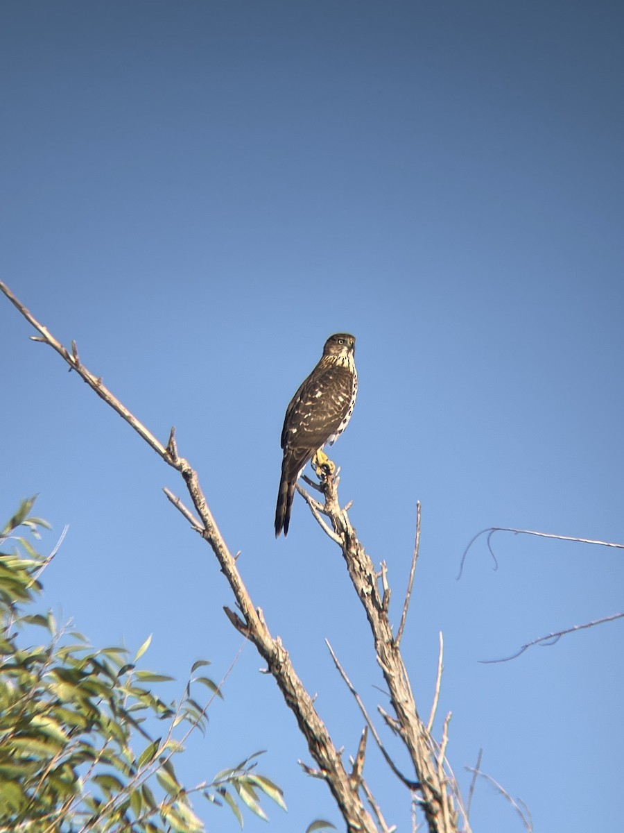 Cooper's Hawk - ML623430916