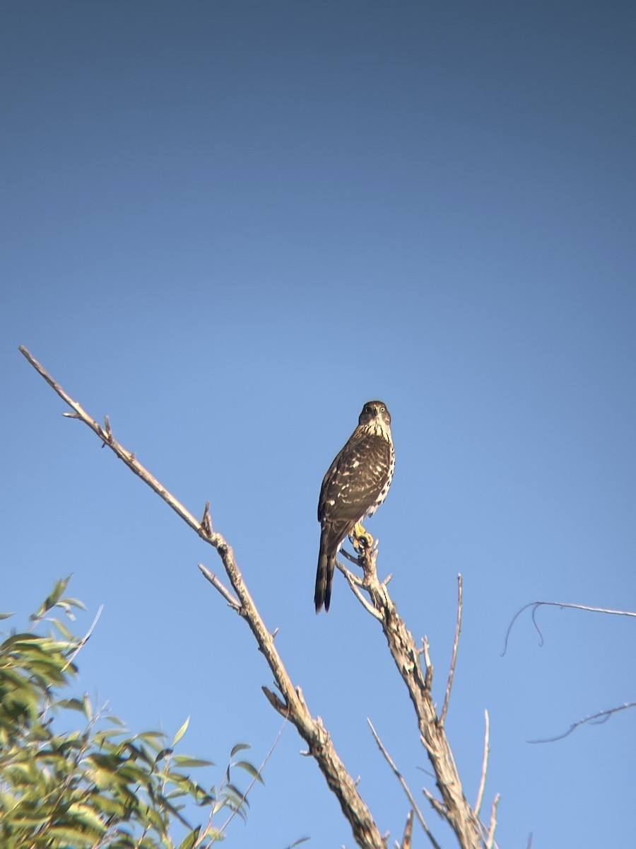 Cooper's Hawk - ML623430917