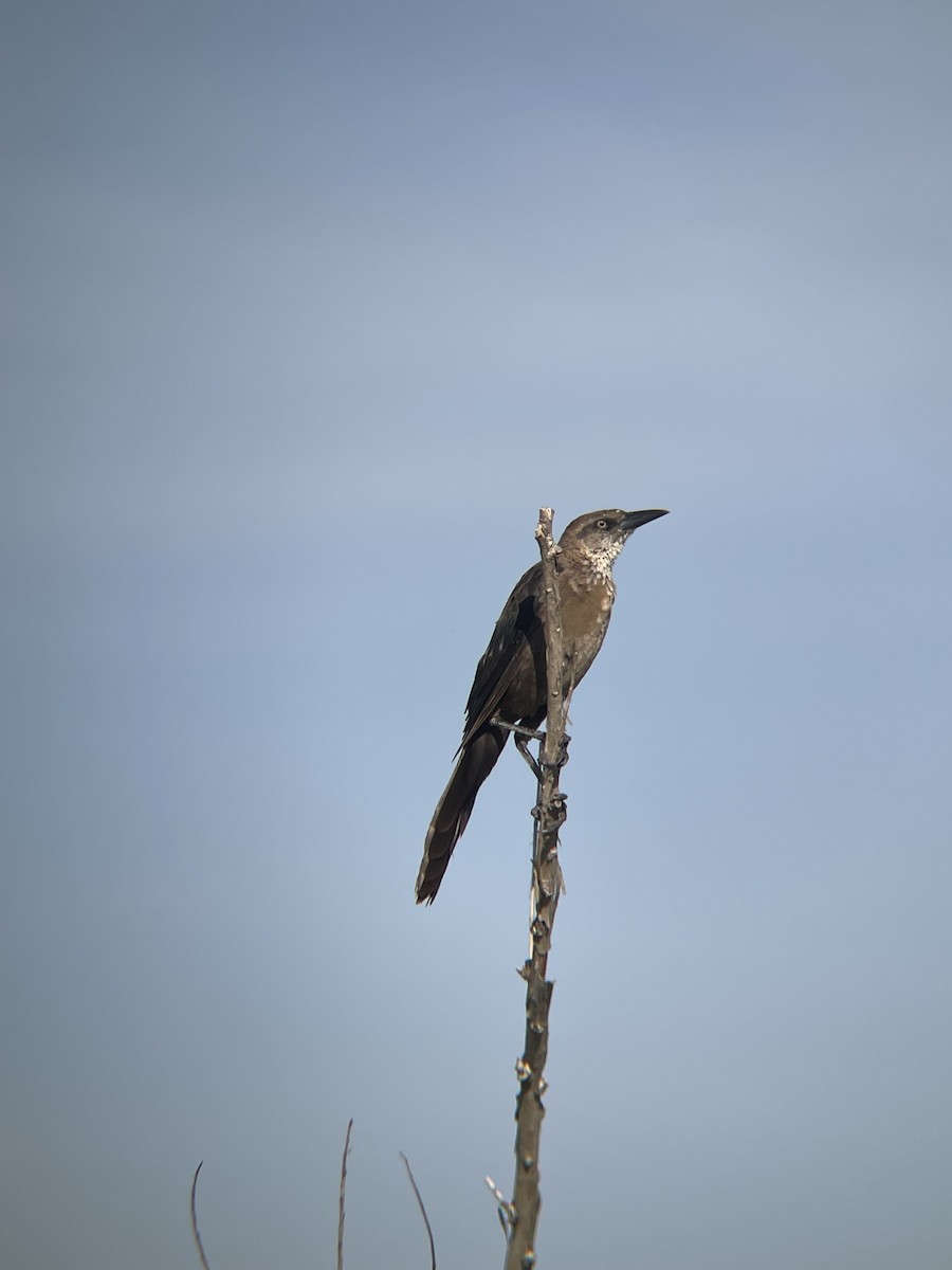 Great-tailed Grackle - ML623430919