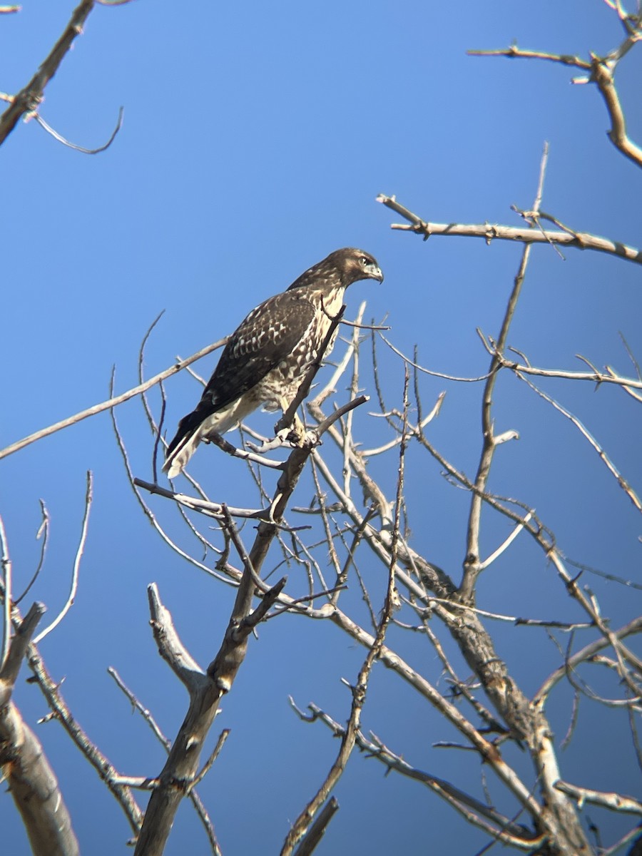 Red-tailed Hawk - ML623430929