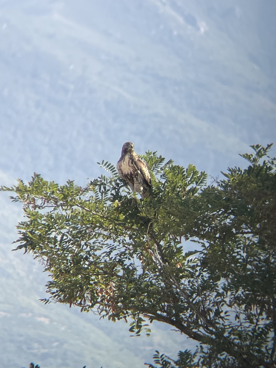 Red-tailed Hawk - Will Dudley