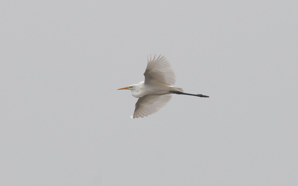 Great Egret - ML623430957