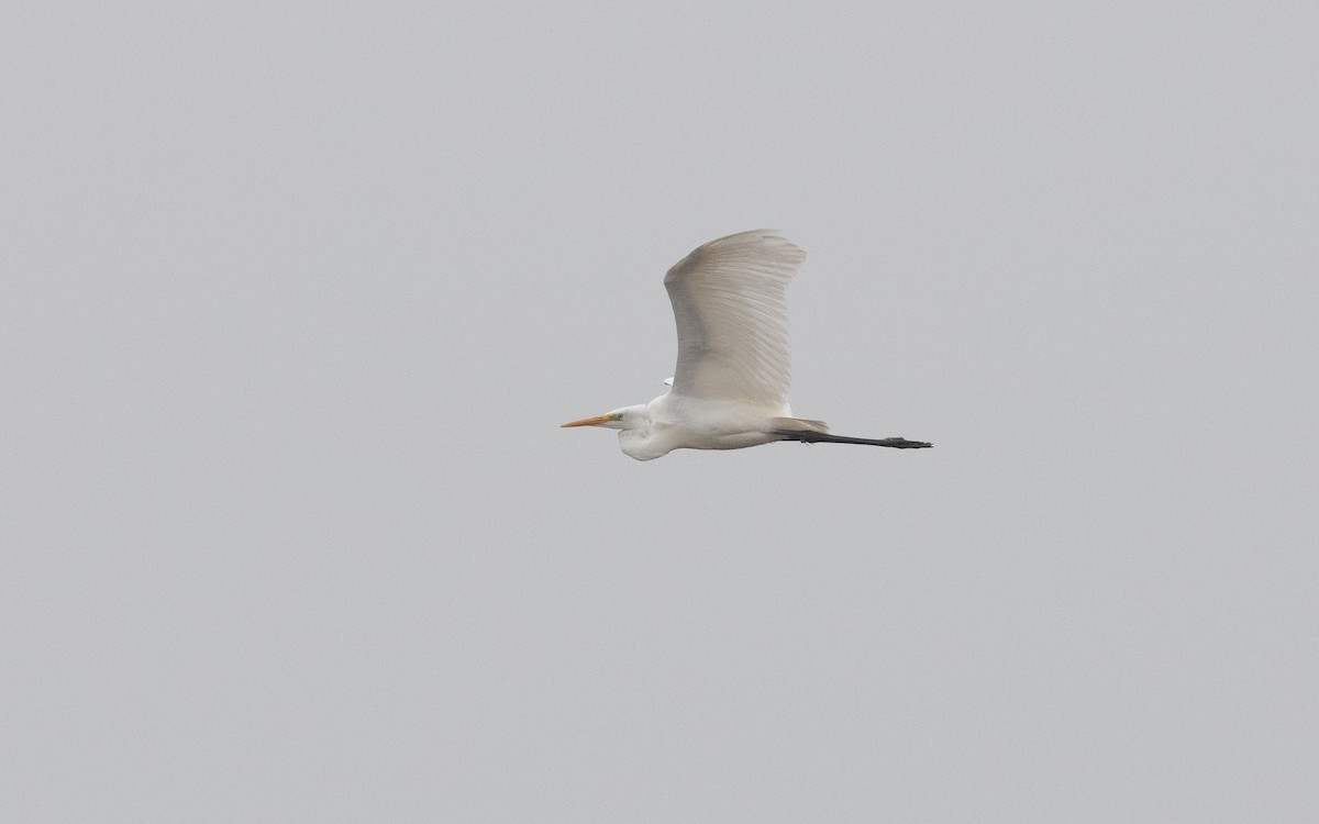Great Egret - ML623430958