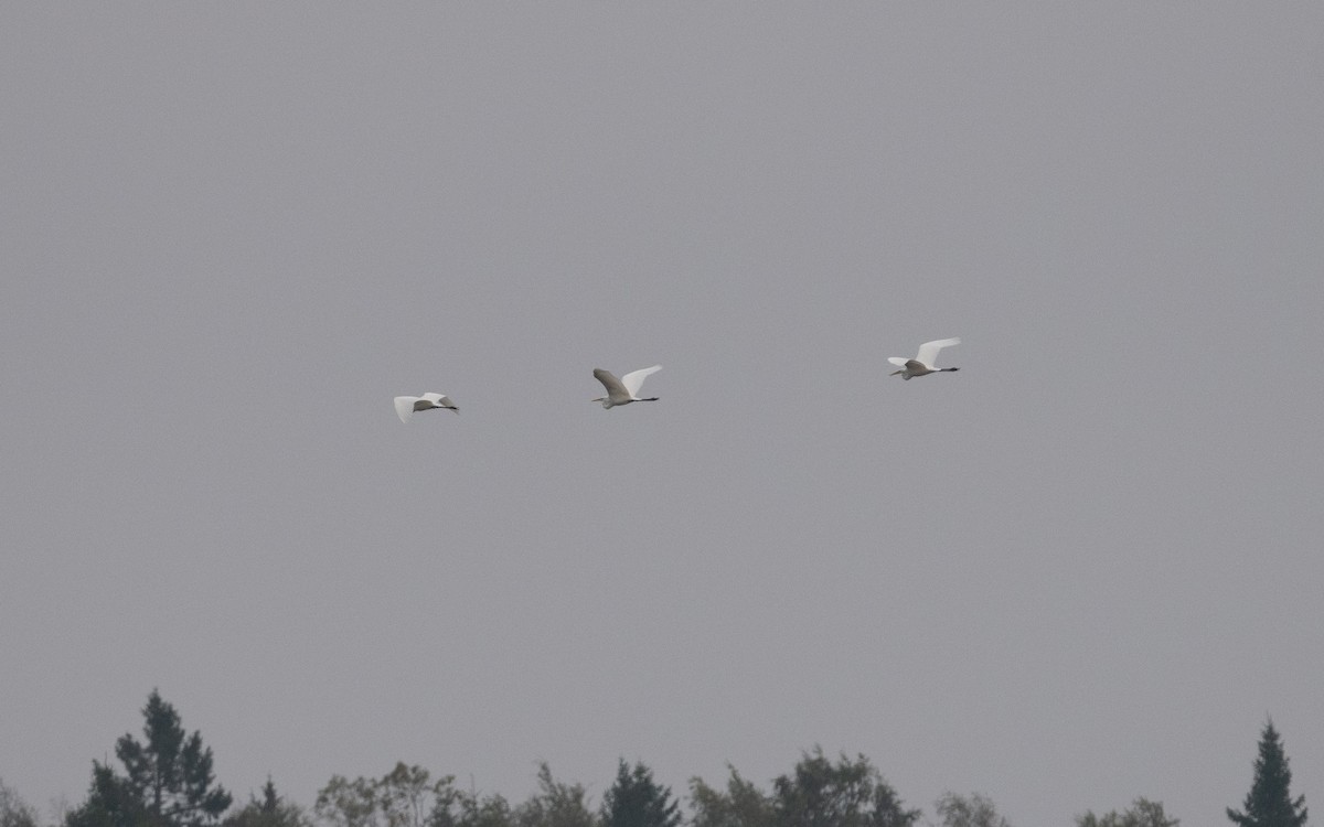 Great Egret - ML623430959