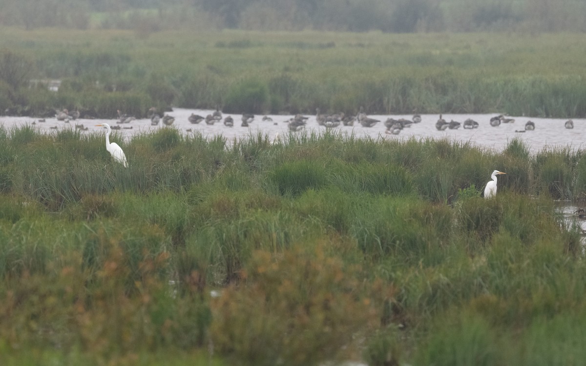 Great Egret - ML623430960