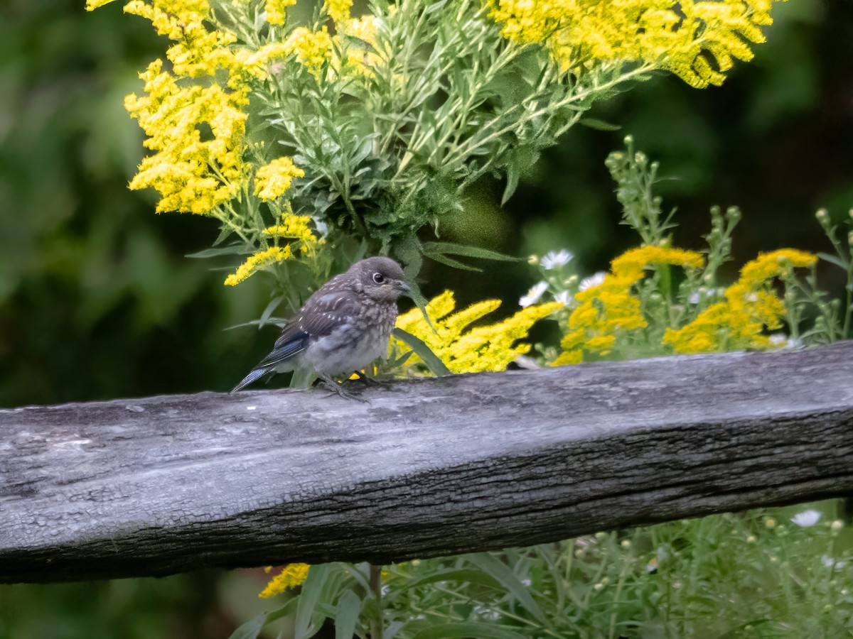 Eastern Bluebird - ML623430979