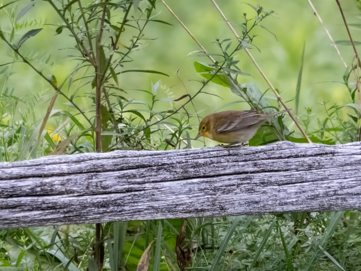 Pine Warbler - ML623431006