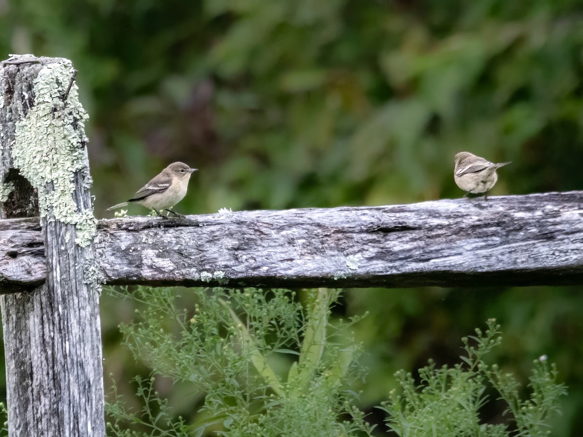 Pine Warbler - ML623431025