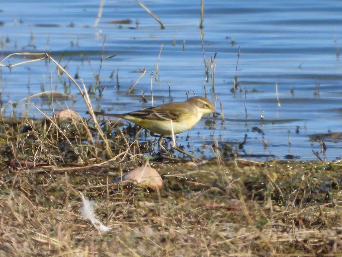 Western Yellow Wagtail - ML623431084