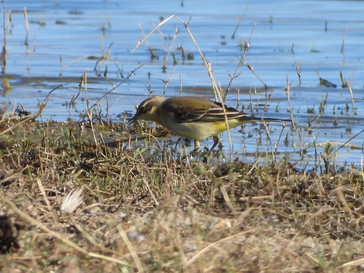 Western Yellow Wagtail - ML623431086