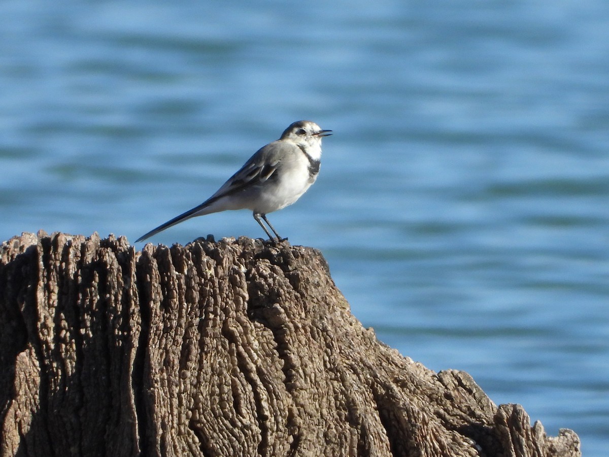 White Wagtail - ML623431107