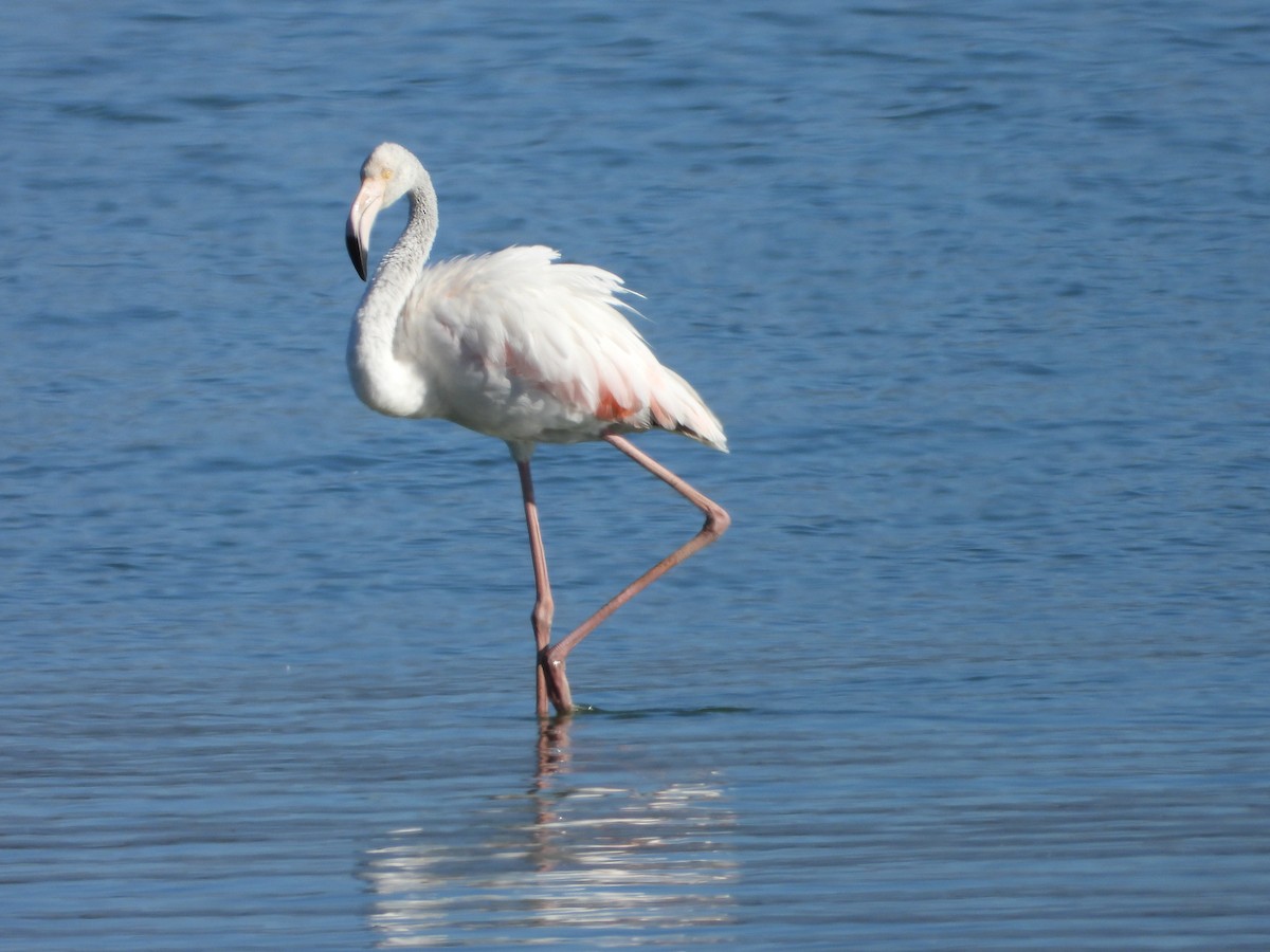 Greater Flamingo - ML623431178