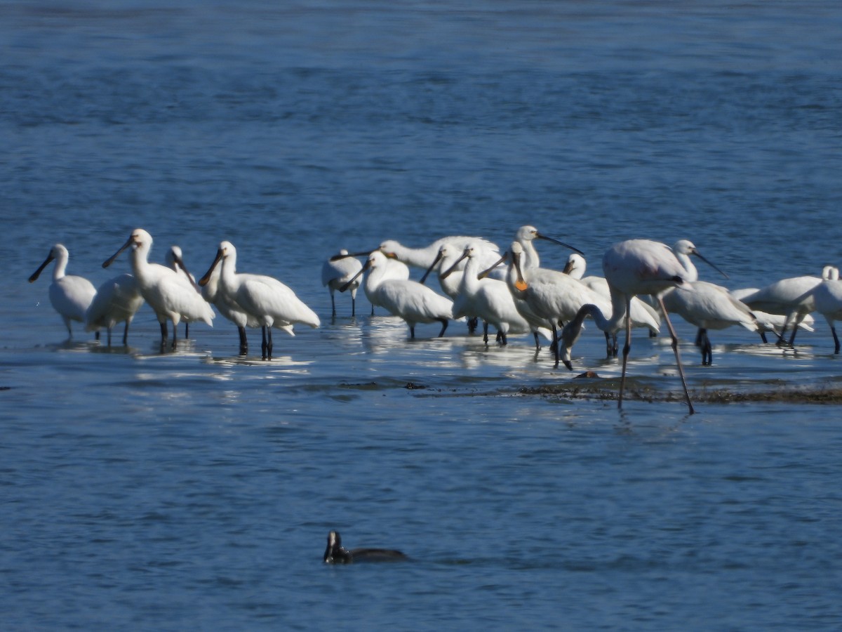 Eurasian Spoonbill - ML623431241