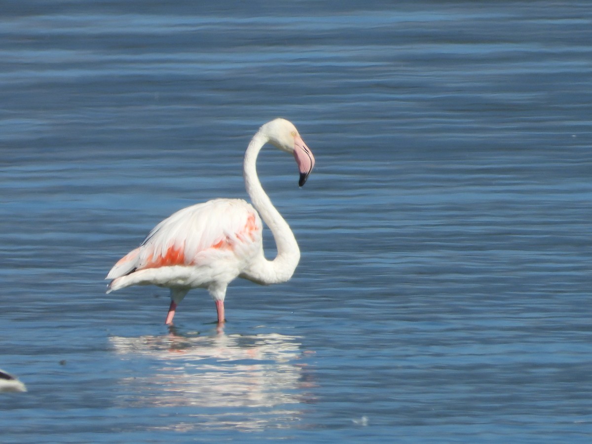 Flamant rose - ML623431263