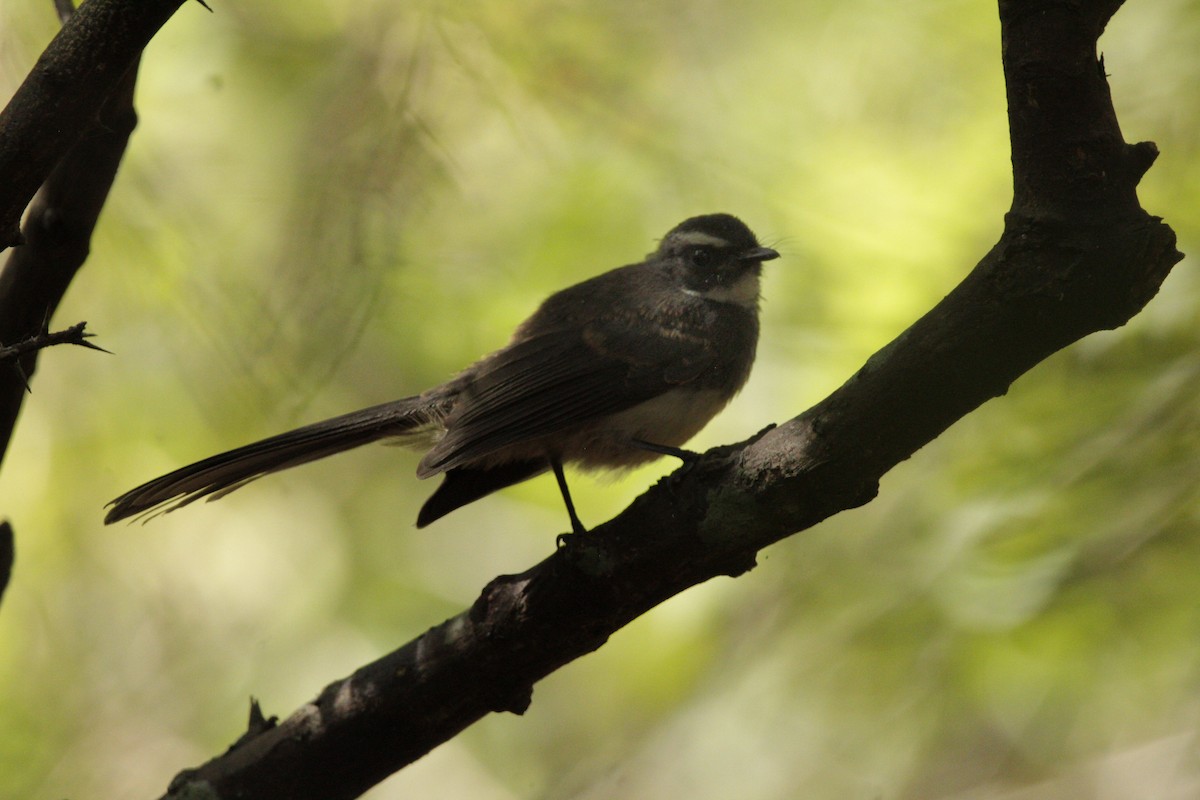 Spot-breasted Fantail - Jeev Guha