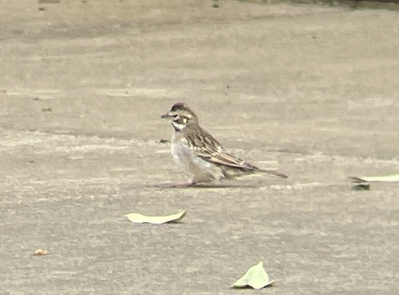 Lark Sparrow - ML623431279