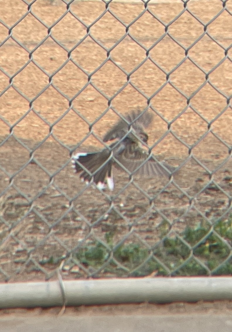 Lark Sparrow - ML623431280