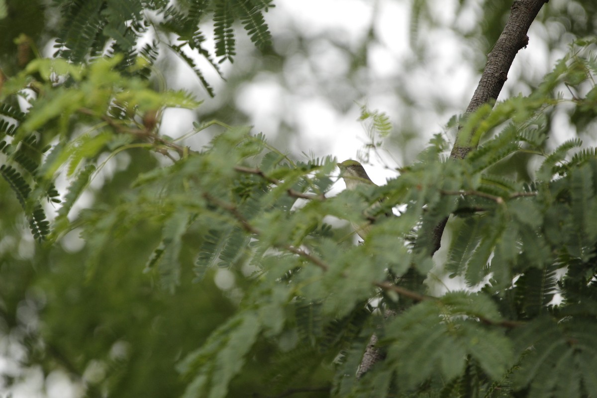 Thick-billed Flowerpecker - ML623431298