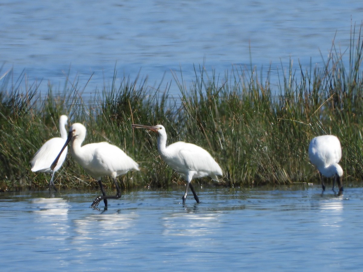 Eurasian Spoonbill - ML623431299