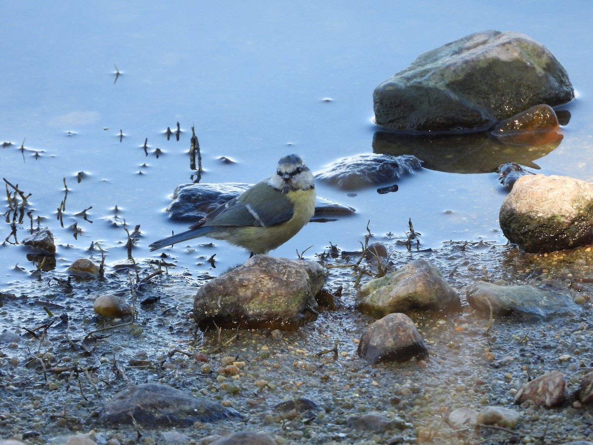 Eurasian Blue Tit - Luis Miguel Pérez Peinado