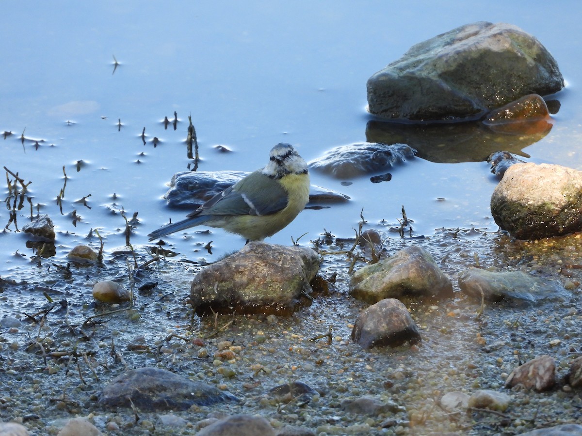 Mésange bleue - ML623431326