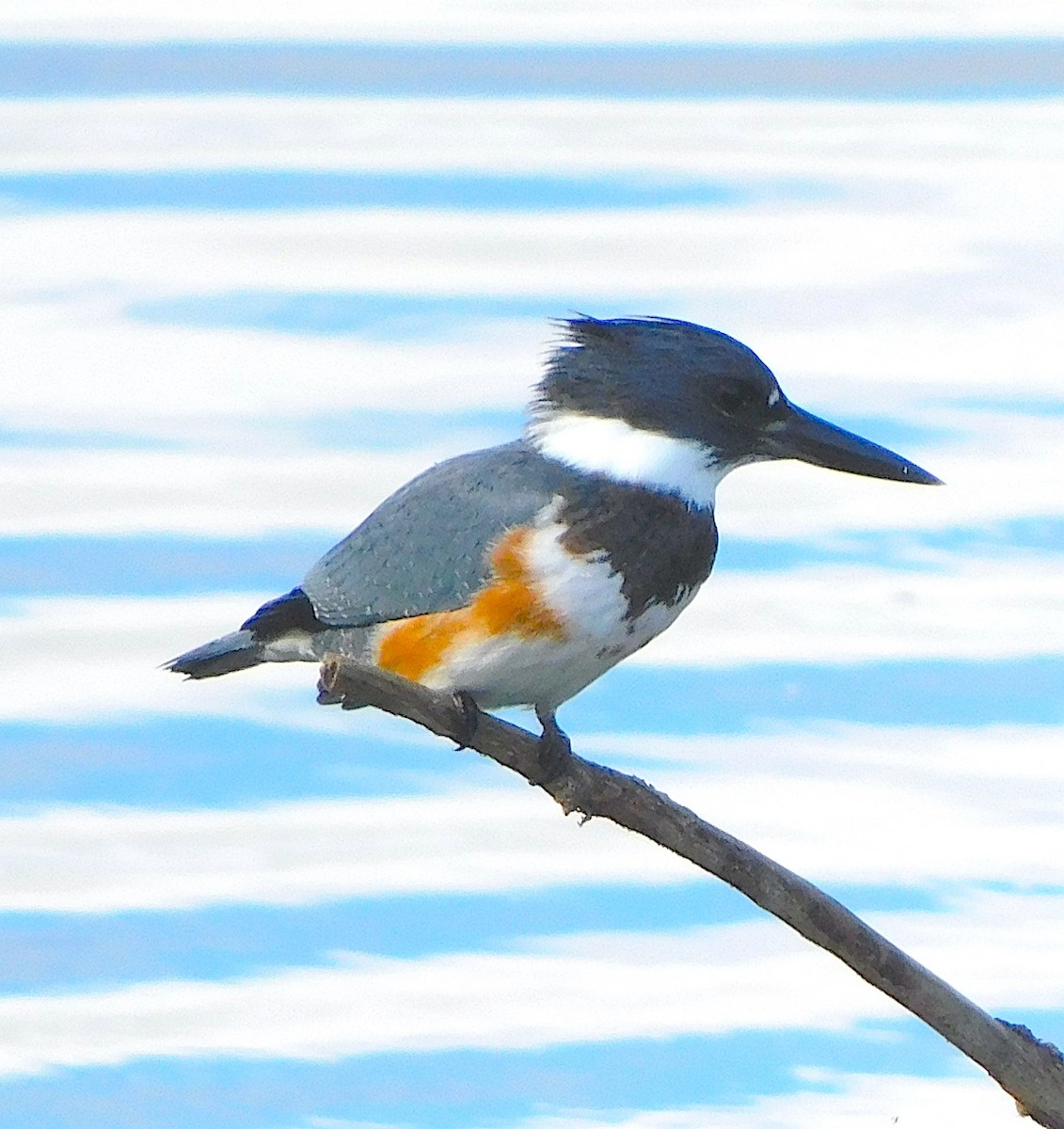 Belted Kingfisher - Lee Gray