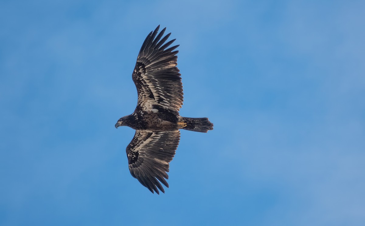 Bald Eagle - Gale VerHague