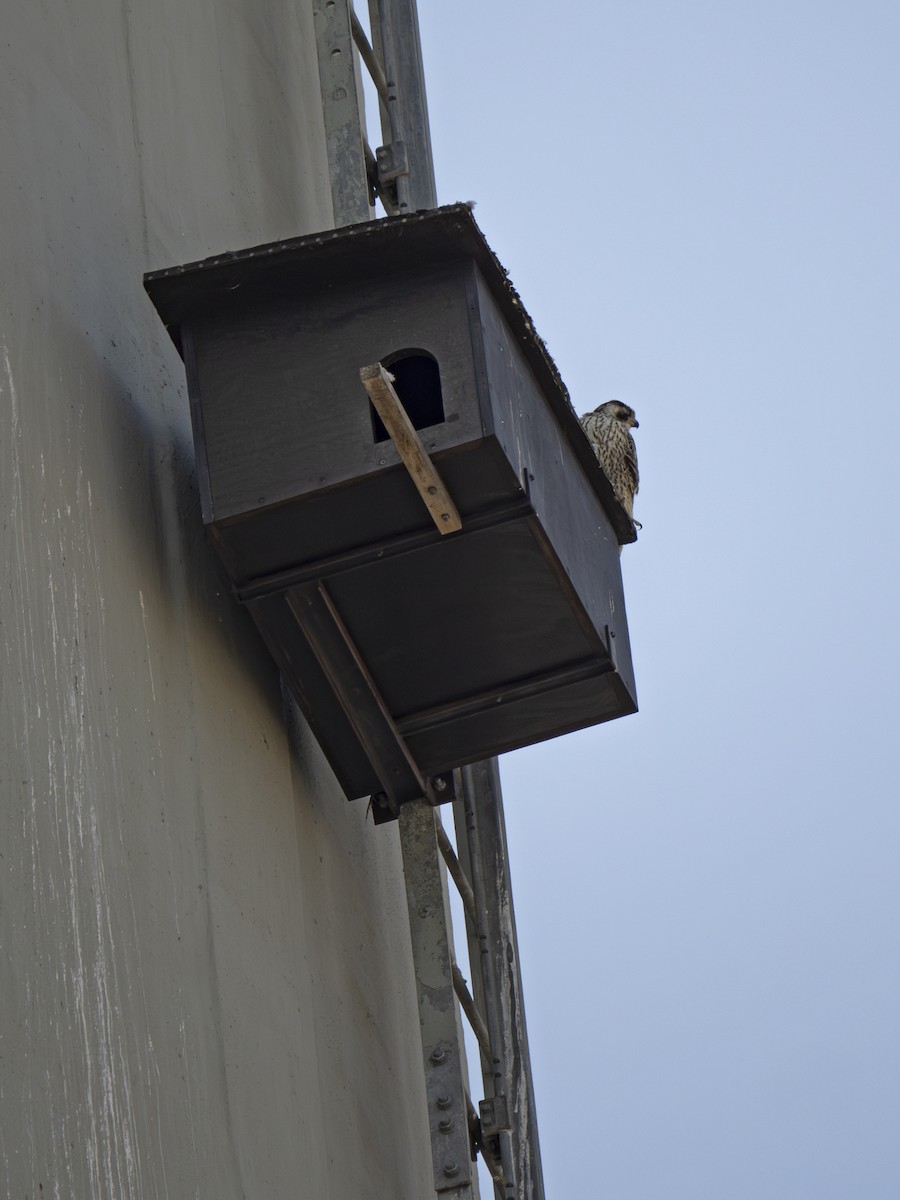 Эгэл шонхор - ML623431382