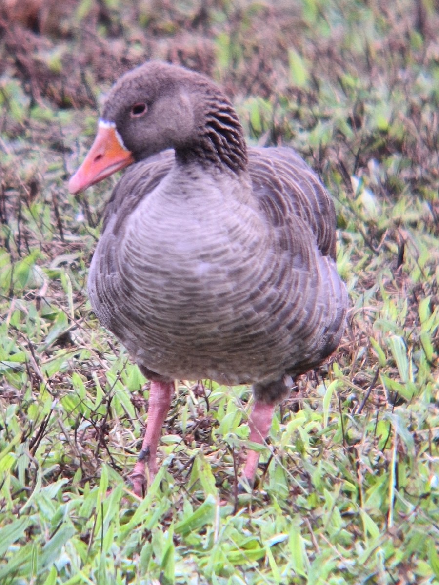 Graylag Goose - ML623431383