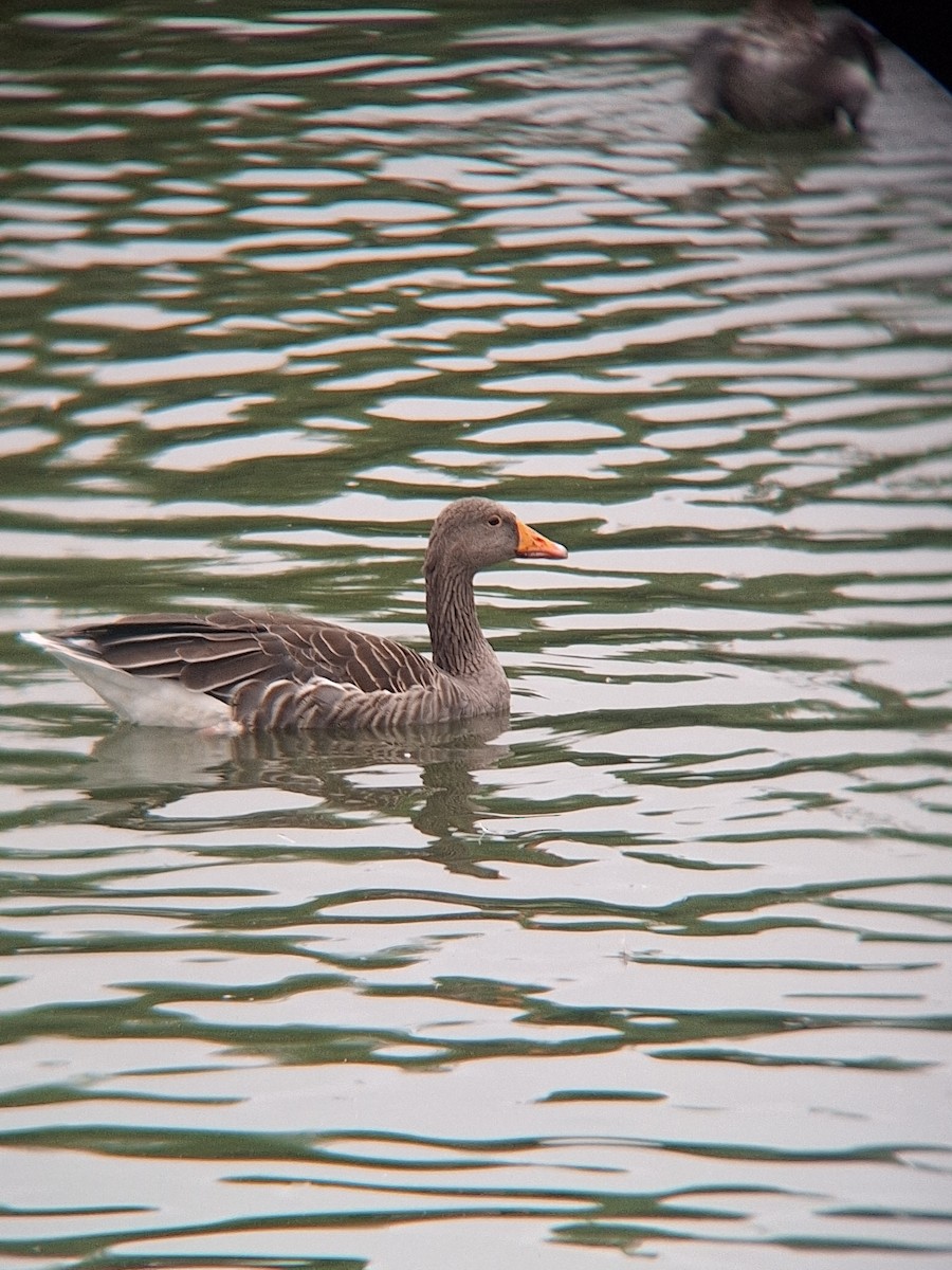 Graylag Goose - ML623431384