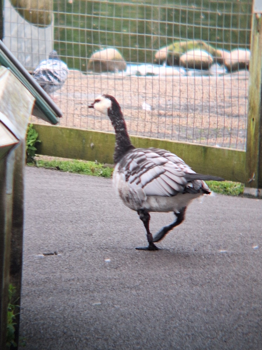 Barnacle Goose - ML623431390