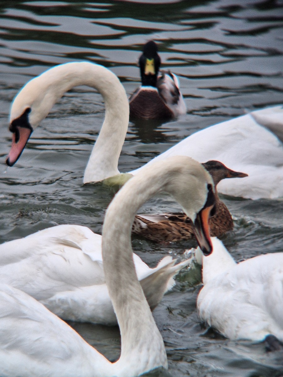 Mute Swan - ML623431396