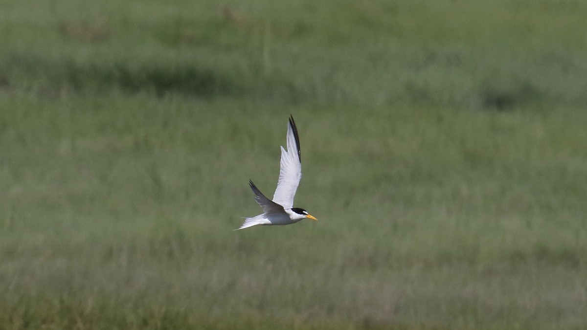 Least Tern - ML623431397