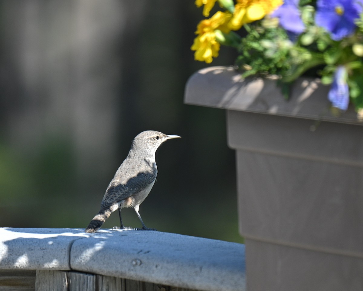 Rock Wren - ML623431414